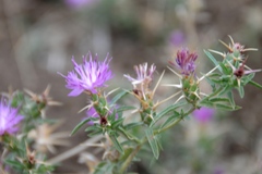 Centaurea calcitrapa