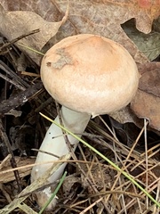 Lactarius xanthogalactus