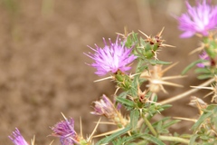Centaurea calcitrapa