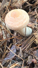 Lactarius xanthogalactus