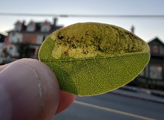 Leucoptera laburnella
