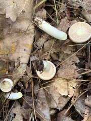 Lactarius xanthogalactus
