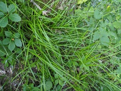 Carex cephaloidea