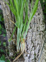 Carex cephaloidea