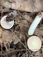 Lactarius xanthogalactus