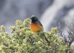 Anthobaphes violacea