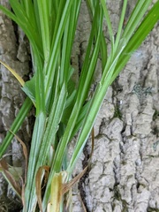 Carex cephaloidea
