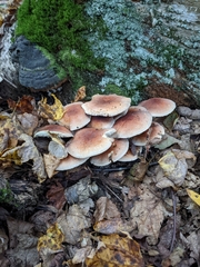 Hypholoma lateritium