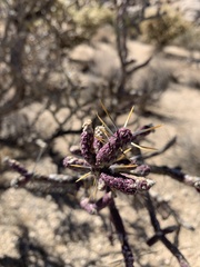 Cylindropuntia ramosissima