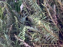 Dryopteris ludoviciana
