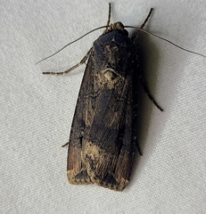 Agrotis ipsilon