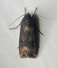 Agrotis ipsilon