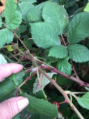Rubus armeniacus