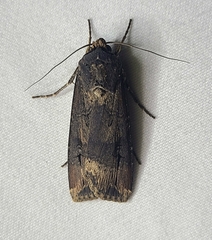 Agrotis ipsilon