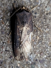 Agrotis ipsilon