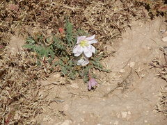 Oenothera cespitosa