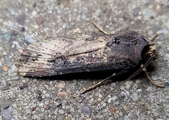 Agrotis ipsilon