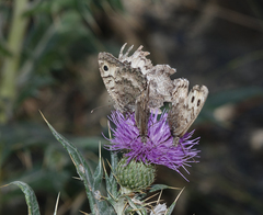 Pseudochazara daghestana