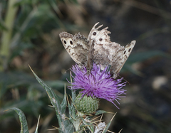 Pseudochazara daghestana