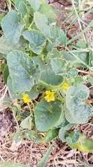 Cucumis melo