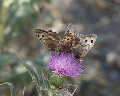 Pseudochazara daghestana