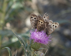 Pseudochazara daghestana