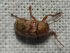 Cryptocephalus implacidus