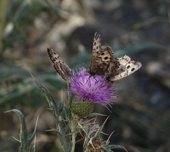 Pseudochazara daghestana