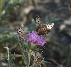 Pseudochazara daghestana