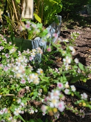 Symphyotrichum lateriflorum
