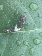 Limenitis