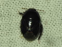 Pangaeus