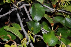 Alnus rhombifolia