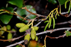 Alnus rhombifolia