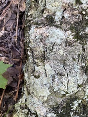 Lecanora thysanophora