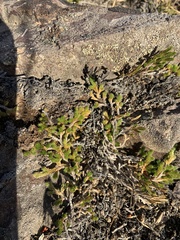 Selaginella wallacei