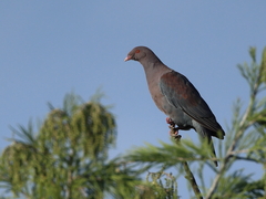 Patagioenas flavirostris