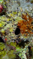 Oceanapia bartschi