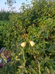 Abelmoschus