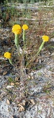 Podotheca gnaphalioides