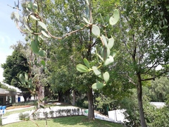 Psittacanthus schiedeanus