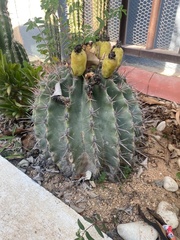 Ferocactus