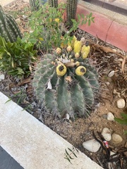 Ferocactus
