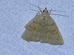 Zanclognatha jacchusalis