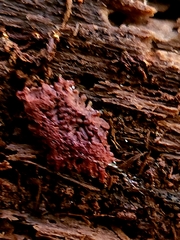 Trichiaceae