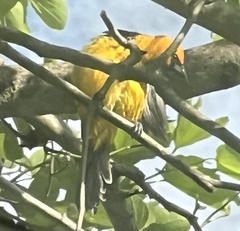 Icterus pectoralis