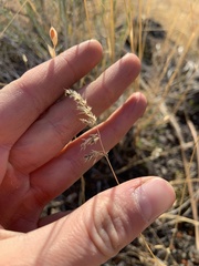 Poa bulbosa