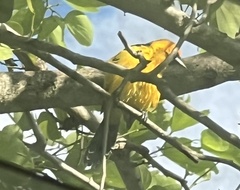 Icterus pectoralis