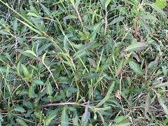 Alternanthera philoxeroides