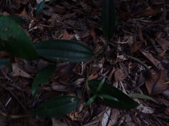 Smilax australis